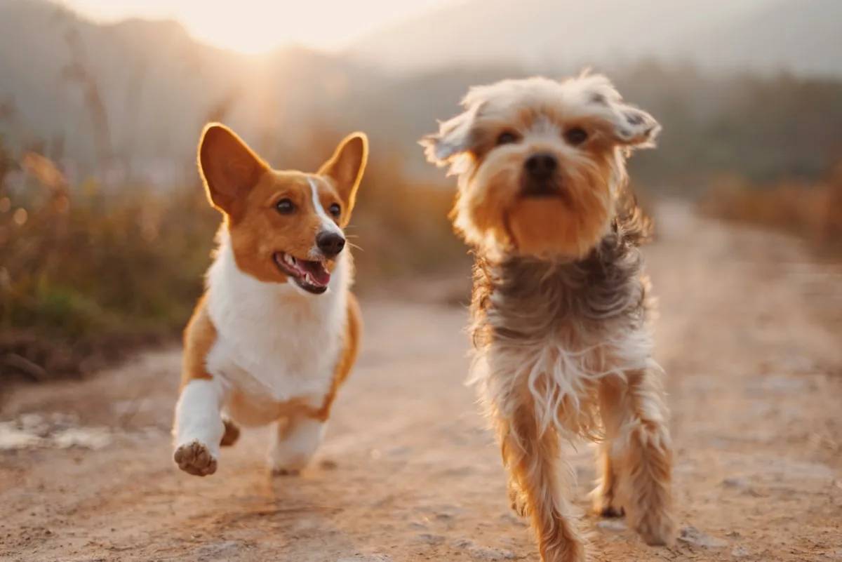 Dogs running together in a field for animal welfare programming